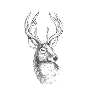 Vector vintage deer head in engraving style. Hand drawn illustration with animal portrait isolated on white