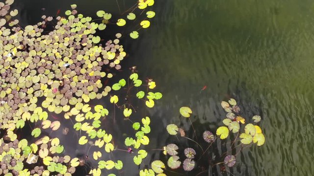 Artificial pond with decorative fish and water flowers in the Ecko Park Hadera Israel