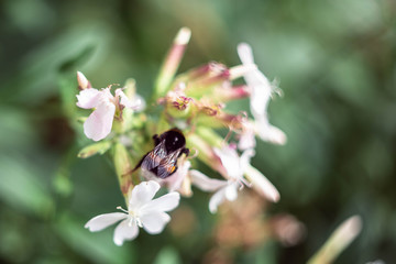 bumblebee on a flower