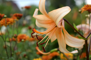 Close-up of a beautiful beige lily in the garden