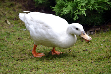 Black goose