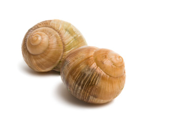 stuffed snail isolated