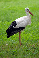 Stork