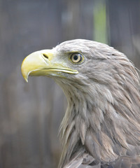 American eagle