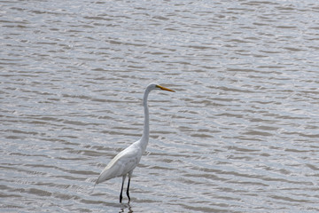 La grande aigrette, le plus grand de nos hérons blancs en Guyane française.