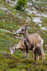 Mountain Goats Grazing on Parker Ridge in Canadian Rockies