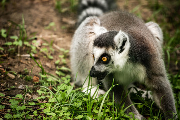 Lemur running in the wild