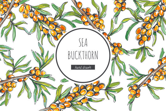 Vector floral background with sea buckthorn branches in sketch style. Hand drawn botanical illustration with fresh berries isolated on white