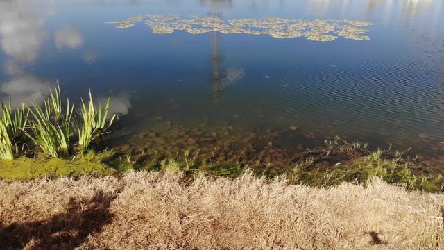 Artificial pond with decorative fish and water flowers in the Ecko Park Hadera Israel