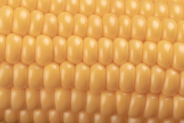 corn in the cob close-up of large grains of ripe