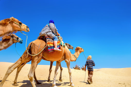 Safari Tourism On Camels. Sahara Desert, Tunisia, North Africa