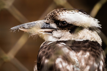 Bird behind zoo fence 