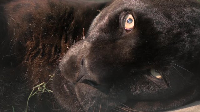 Black panther resting close up