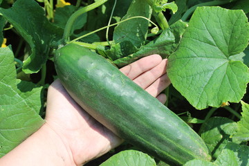 A large green cucumber.