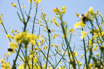 oilseed yellow plant field in Vojvodina, Serbia