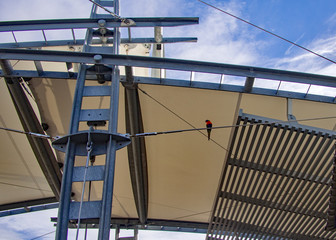 Sail shade pergola parrot sitting on Stainless steel wire