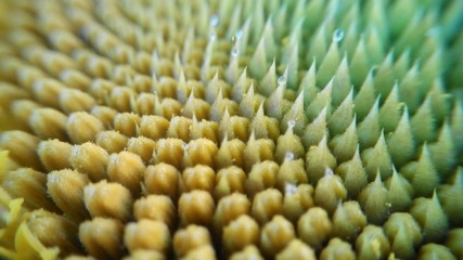 sunflower seeds in macro mode are delicious