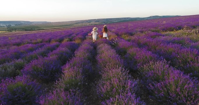 Carefree girls go on a picnic in the field of lavender. Aerial shoot