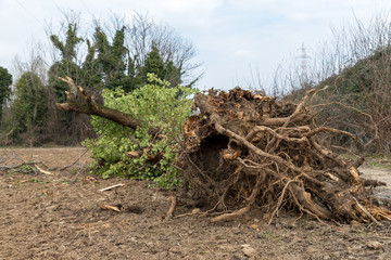 Uprooted tree
