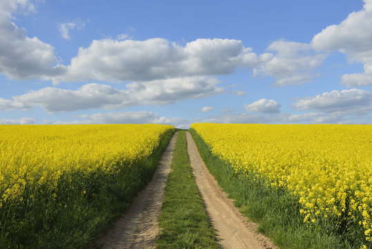 Dirt Tracks through Canola Field, Schmachtenberg, Spessart, Franconia, Bavaria, Germany
