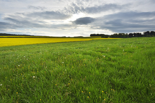 Countryside with Meadow in Spring, Reichartshausen, Amorbach, Odenwald, Bavaria, Germany
