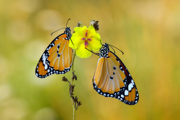 Closeup  beautiful butterfly .Danaus chrysippus & flower in the garden.