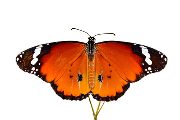 Closeup  beautiful butterfly .Danaus chrysippus & flower in the garden.