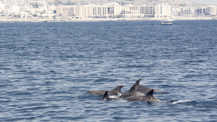 Fototapeta premium Bottlenose dolphins 