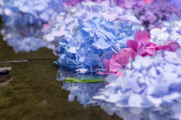 水に浮かべられた紫陽花