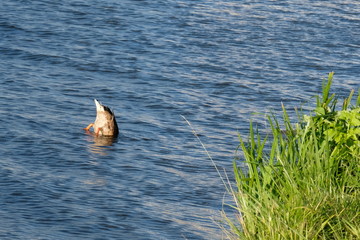 duck dives