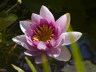 Water lily blossom.