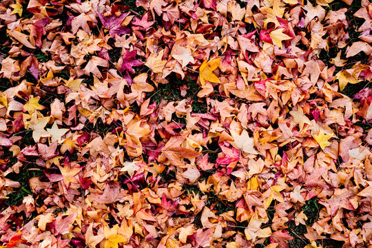 Red and yellow fallen leaves on the ground in autumn - Powered by Adobe
