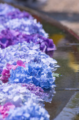 水に浮かべられた紫陽花