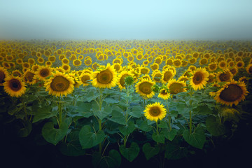 Field of flowering sunflowers, illuminated by sunlight on a foggy summer morning.  Selective focus, bright toned photo for label design.