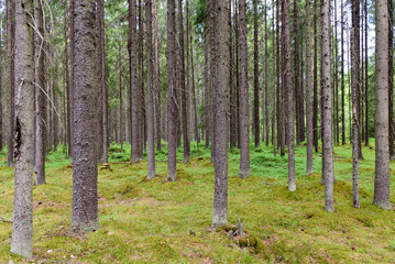 Beautiful forest background, Leningrad region, Russia