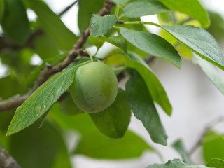Close-up of green plum