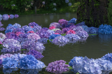 大阪池田・久安寺の紫陽花