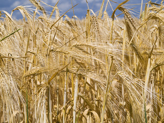 Ripe barley on a field near Barum, Germany.