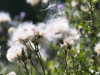 Thistle with seed.