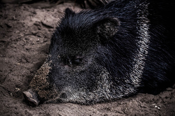 Wild boar sleeping