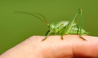 Heuschrecke, Grünes Heupferd auf Finger