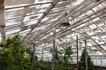 Growing the plants in the greenhouse