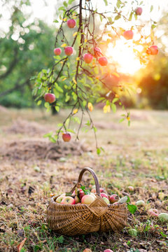 Just picked apples in basket under apple tree