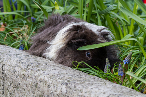 Elvis The Long Haired Peruvian Guinea Pig Hiding In A Flower Pot