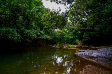 Naklejka premium 西表島のジャングル