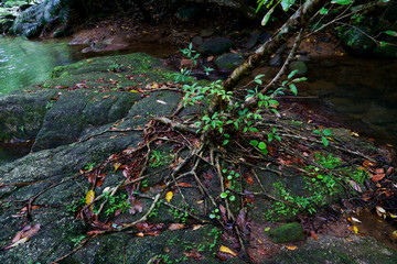 西表島のジャングル