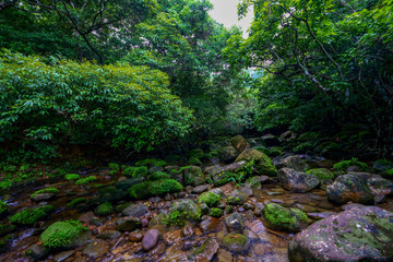 西表島のジャングル