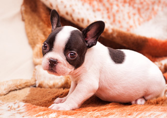 French bulldog puppy