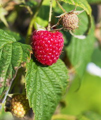 Raspberry branch detail on farm.