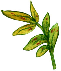 Branch with leaves. Illustration hand drawn with acrylic paint and color pencils